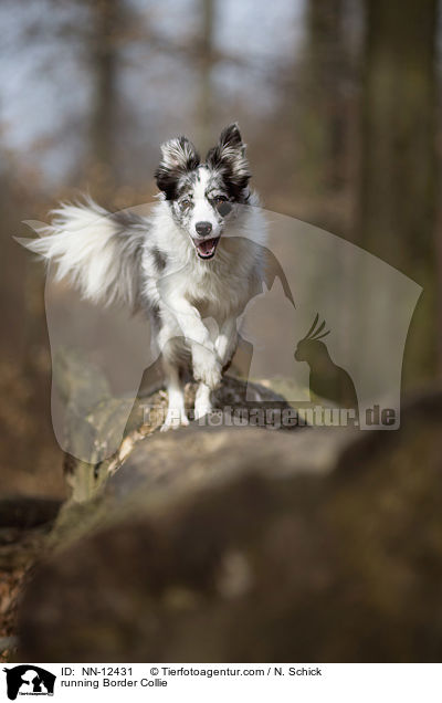 rennender Border Collie / running Border Collie / NN-12431