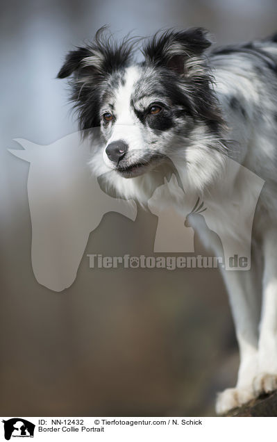 Border Collie Portrait / Border Collie Portrait / NN-12432
