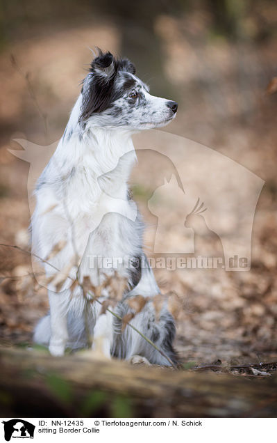 sitzender Border Collie / sitting Border Collie / NN-12435