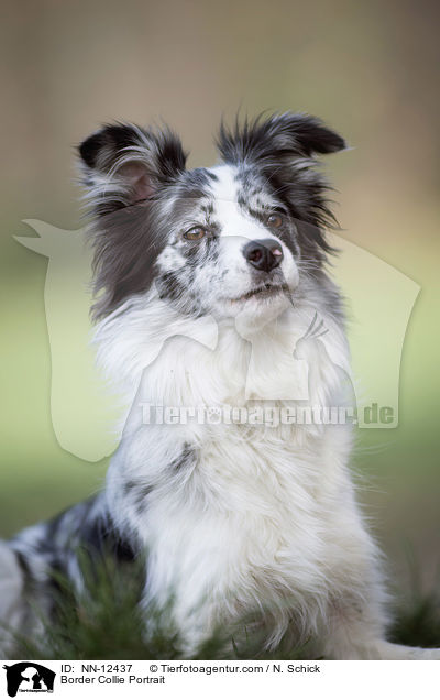 Border Collie Portrait / Border Collie Portrait / NN-12437
