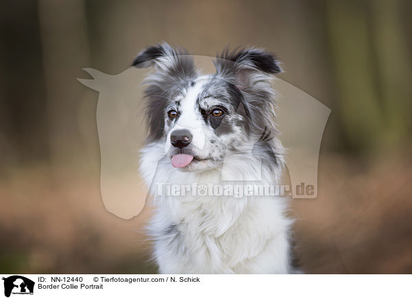 Border Collie Portrait / Border Collie Portrait / NN-12440
