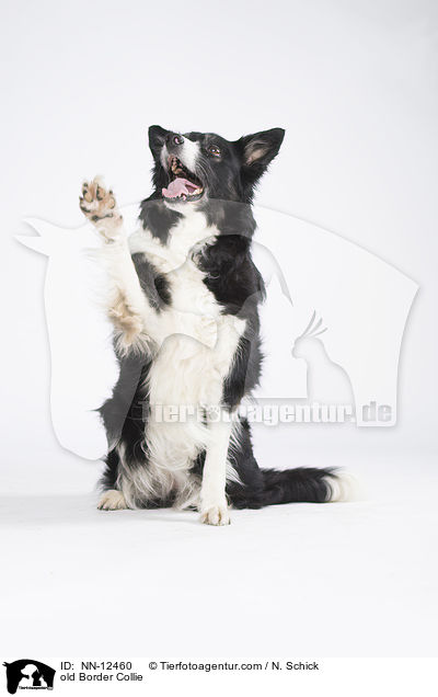 alter Border Collie / old Border Collie / NN-12460