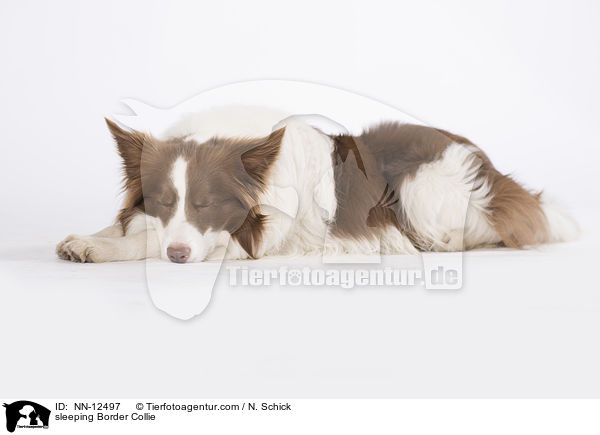 schlafender Border Collie / sleeping Border Collie / NN-12497