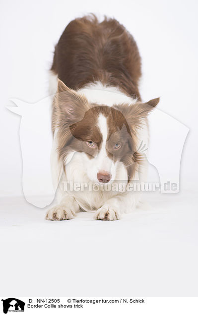 Border Collie zeigt Trick / Border Collie shows trick / NN-12505