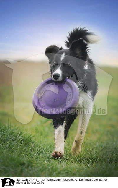 spielender Border Collie / playing Border Collie / CDE-01715