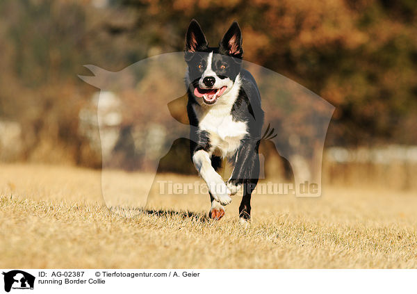 running Border Collie / AG-02387