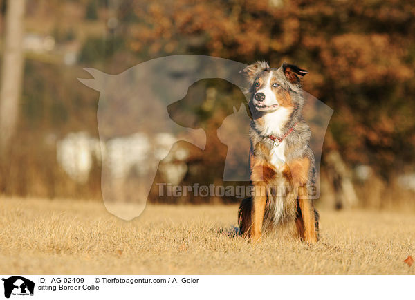 sitzender Border Collie / sitting Border Collie / AG-02409