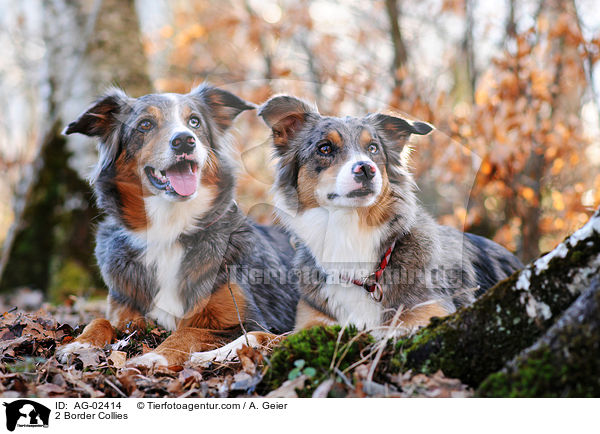 2 Border Collies / 2 Border Collies / AG-02414