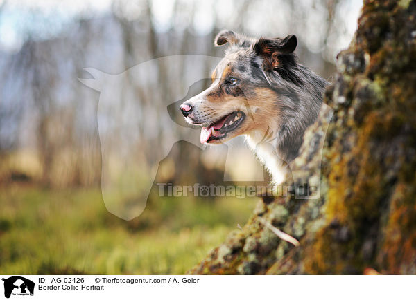 Border Collie Portrait / Border Collie Portrait / AG-02426