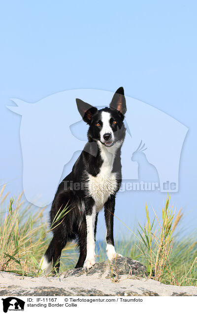 standing Border Collie / IF-11167