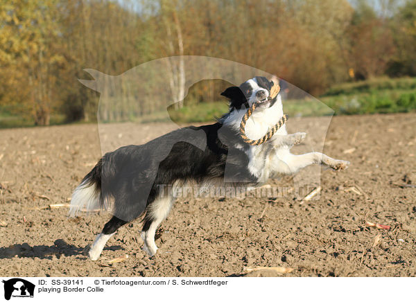 spielender Border Collie / playing Border Collie / SS-39141