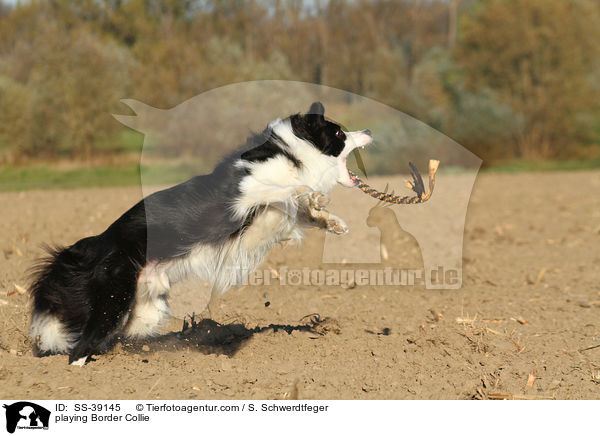 spielender Border Collie / playing Border Collie / SS-39145