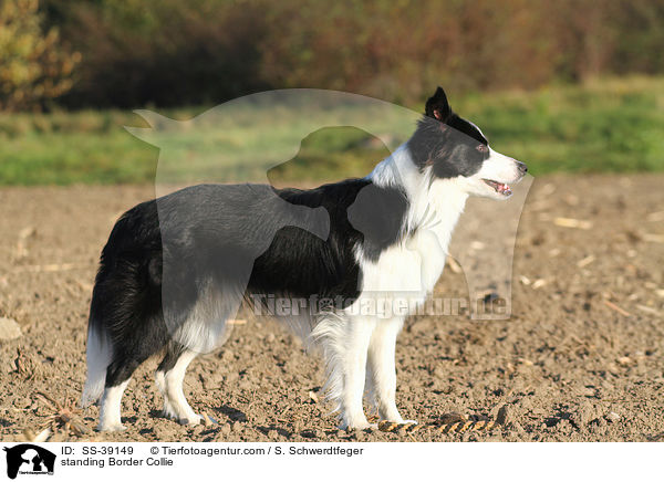 stehender Border Collie / standing Border Collie / SS-39149