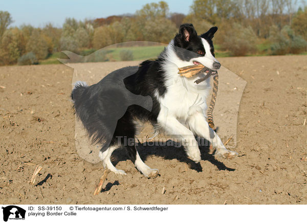 spielender Border Collie / playing Border Collie / SS-39150