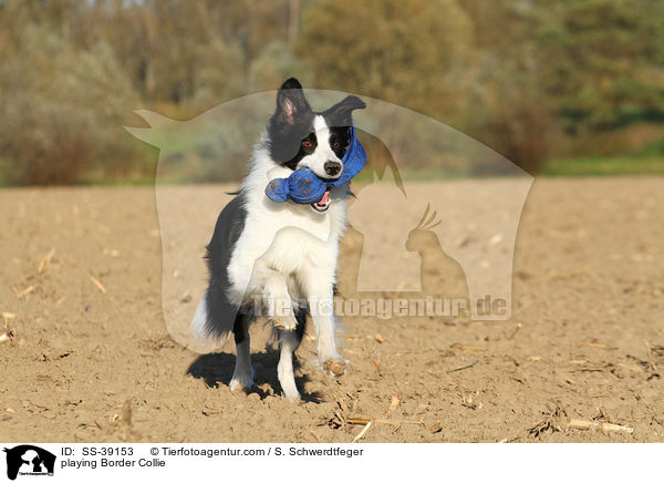 playing Border Collie / SS-39153