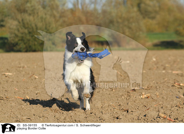 spielender Border Collie / playing Border Collie / SS-39155