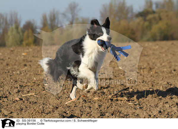 spielender Border Collie / playing Border Collie / SS-39156