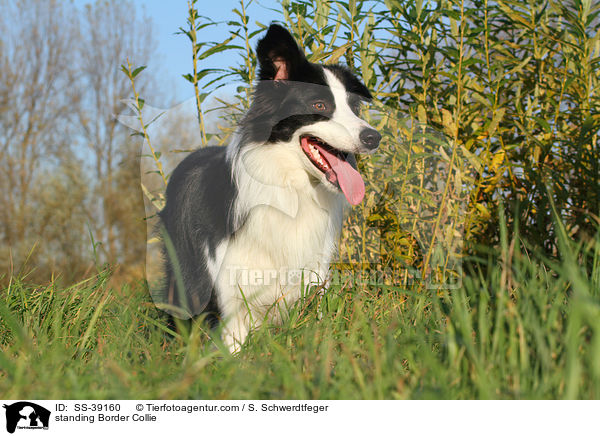 stehender Border Collie / standing Border Collie / SS-39160