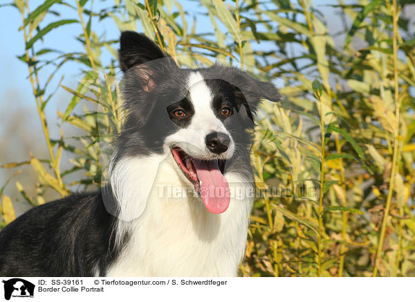 Border Collie Portrait / Border Collie Portrait / SS-39161