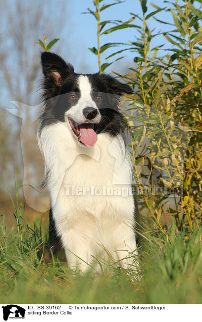 sitzender Border Collie / sitting Border Collie / SS-39162