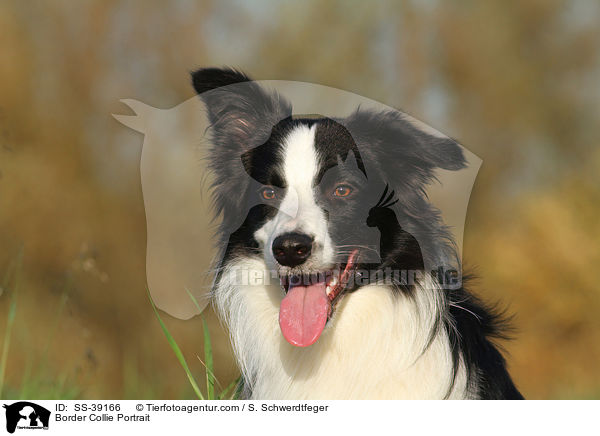 Border Collie Portrait / Border Collie Portrait / SS-39166
