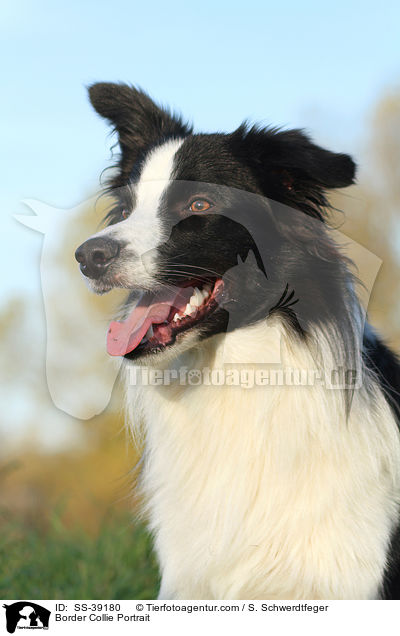 Border Collie Portrait / Border Collie Portrait / SS-39180