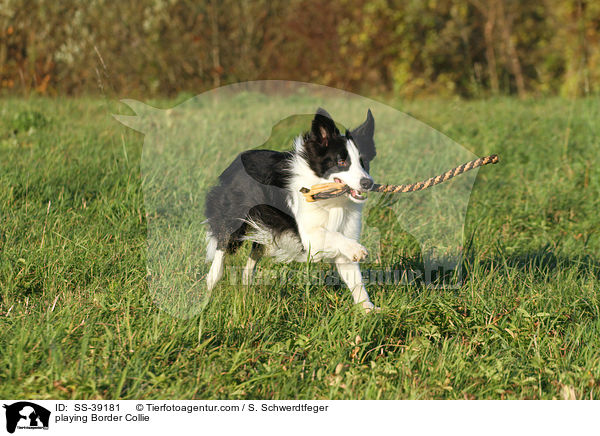 playing Border Collie / SS-39181
