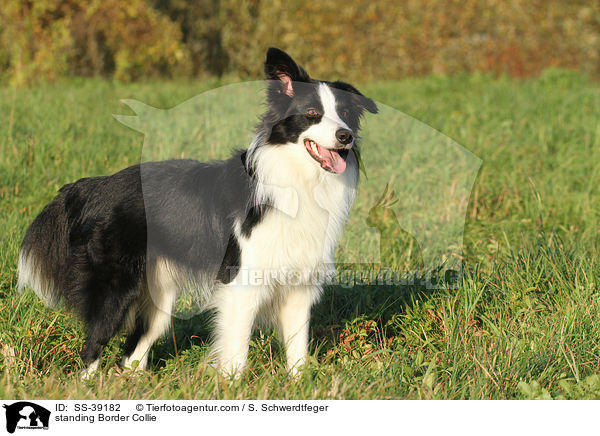 stehender Border Collie / standing Border Collie / SS-39182