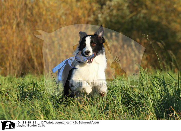 spielender Border Collie / playing Border Collie / SS-39183