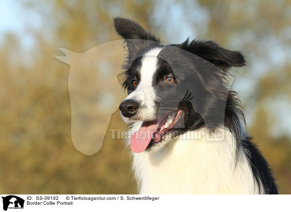 Border Collie Portrait / Border Collie Portrait / SS-39192