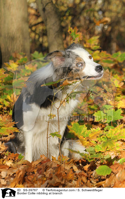 Border Collie knabbert an Zweig / Border Collie nibbling at branch / SS-39767