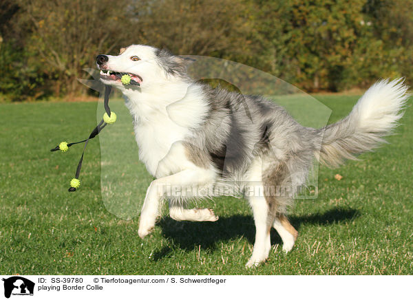 spielender Border Collie / playing Border Collie / SS-39780