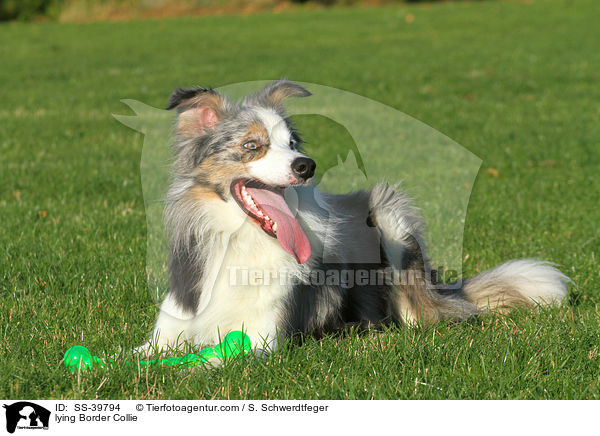 liegender Border Collie / lying Border Collie / SS-39794