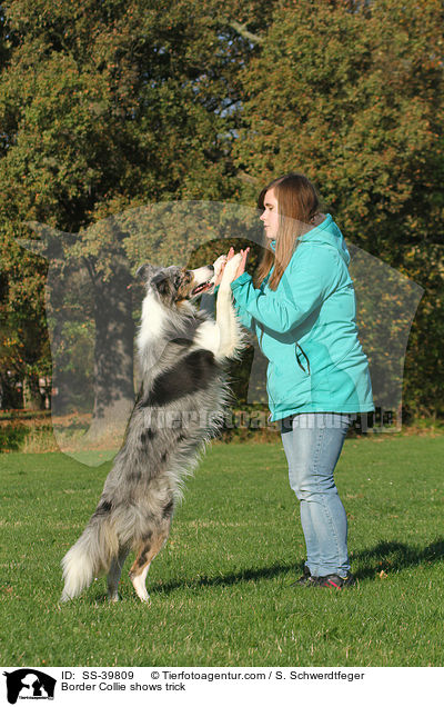Border Collie zeigt Trick / Border Collie shows trick / SS-39809