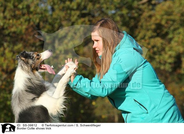 Border Collie zeigt Trick / Border Collie shows trick / SS-39812