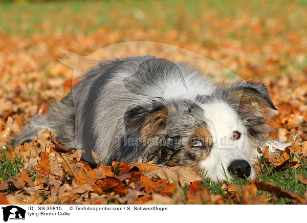 liegender Border Collie / lying Border Collie / SS-39815