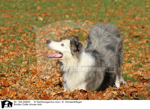 Border Collie zeigt Trick / Border Collie shows trick / SS-39820