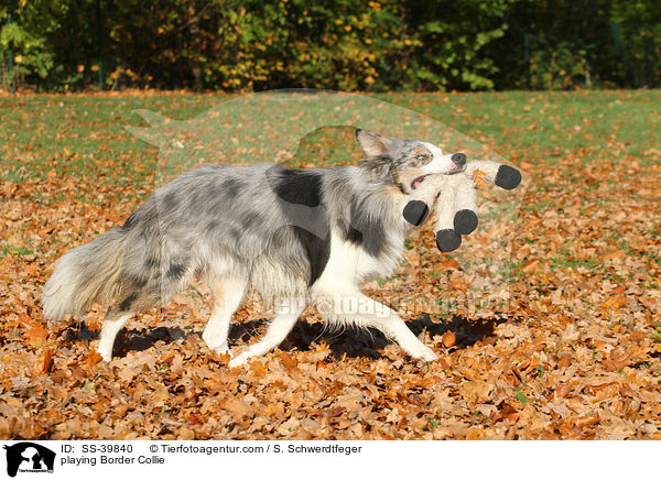 spielender Border Collie / playing Border Collie / SS-39840