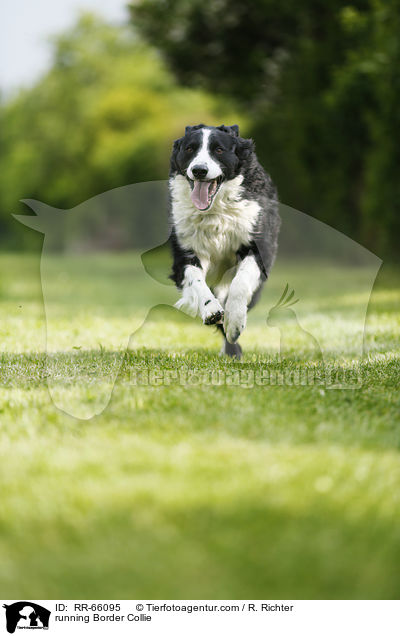 running Border Collie / RR-66095