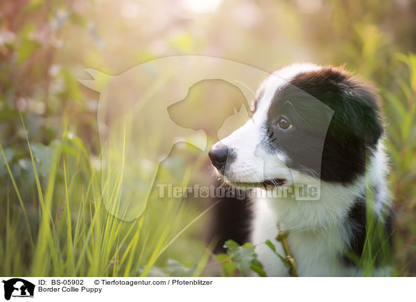 Border Collie Welpe / Border Collie Puppy / BS-05902