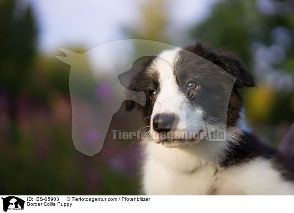 Border Collie Welpe / Border Collie Puppy / BS-05903