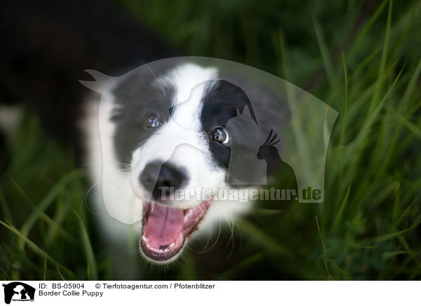 Border Collie Welpe / Border Collie Puppy / BS-05904
