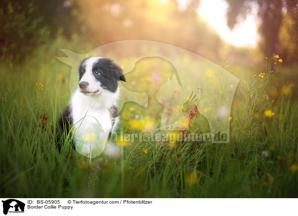 Border Collie Puppy / BS-05905