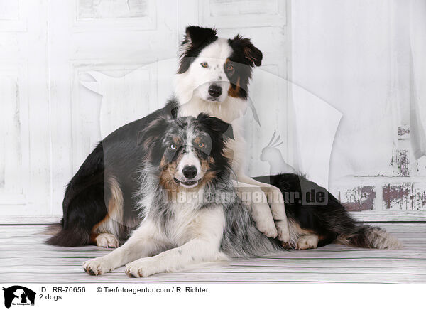 2 Hunde / 2 dogs / RR-76656