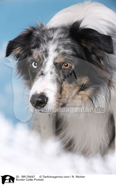 Border Collie Portrait / Border Collie Portrait / RR-76687
