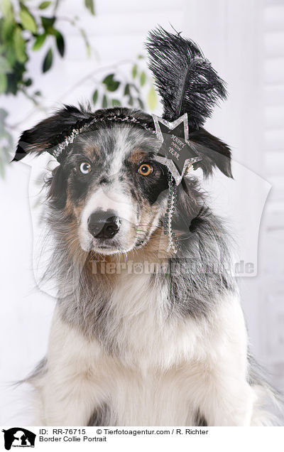 Border Collie Portrait / Border Collie Portrait / RR-76715