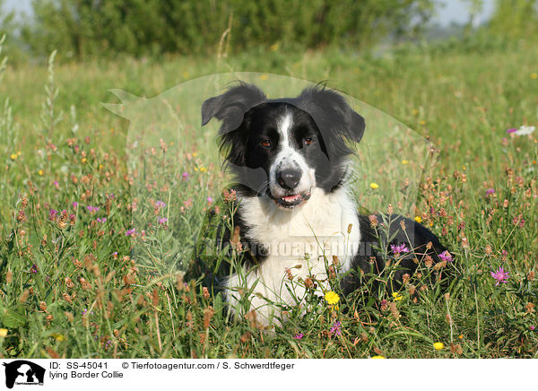 liegender Border Collie / lying Border Collie / SS-45041