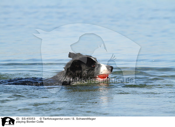 spielender Border Collie / playing Border Collie / SS-45053