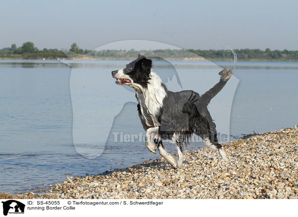 rennender Border Collie / running Border Collie / SS-45055