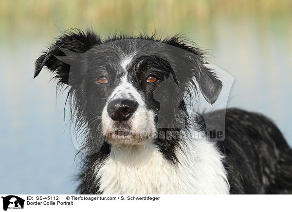 Border Collie Portrait / Border Collie Portrait / SS-45112